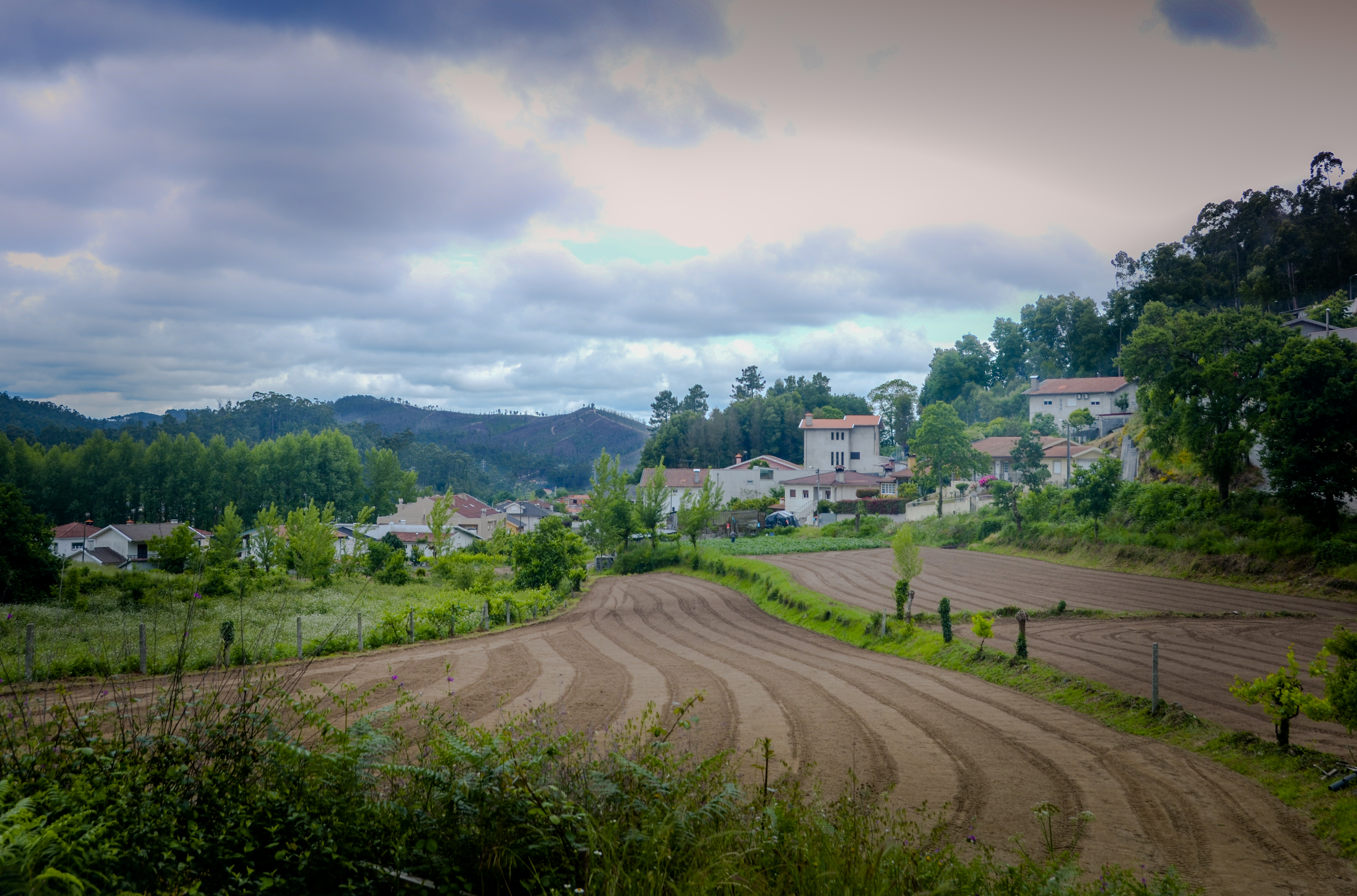 cultivated land (1 of 1)